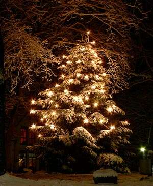 A Gluten-Free Christmas Tree! A Gluten-Free Christmas Tree!