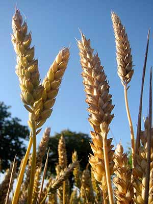 Cada vez más cerca la posibilidad de contar con trigo sin gluten