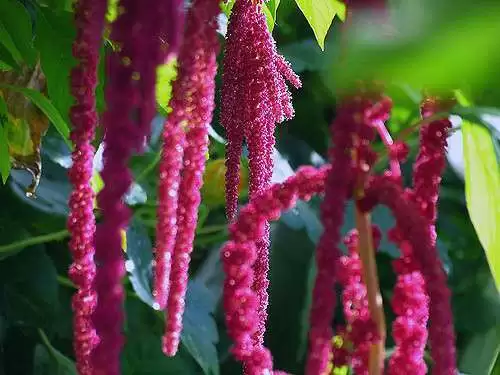 amaranth2_CC--naturalflow.webp