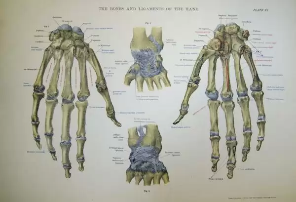 bones_hand_cc_university_of_liverpool_fa