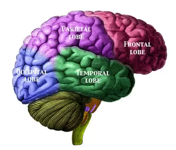 brain_lobes_color--affen_ajlfe_thumb.webp