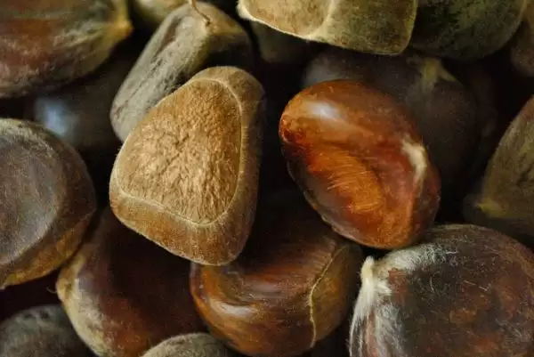 chestnuts_cc_ cookbookman17_thumb.webp