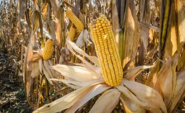 corn_field_cc_us_department_of_agricultu