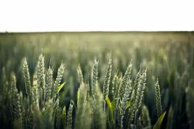 grain_CC--Image_Catalog.webp