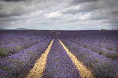 lavender_CC--decar66(2).webp