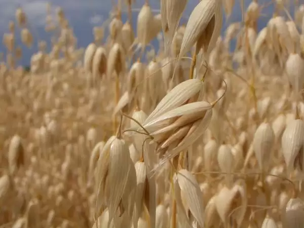 oats_closeup--cc--matt_lavin_thumb.webp