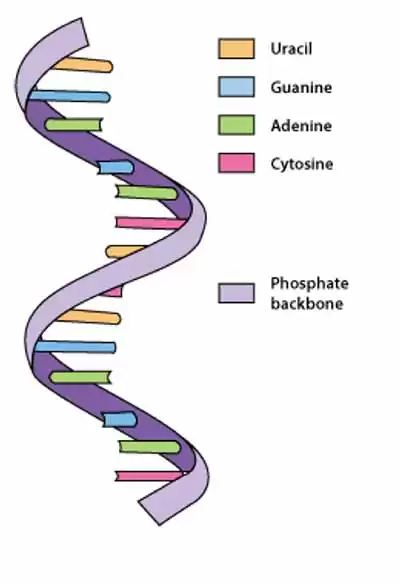 rna--cc--andrealaurel.webp