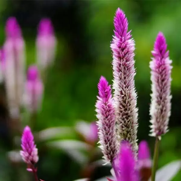 wheat_amaranth_celosia--cc--@withcuriosi