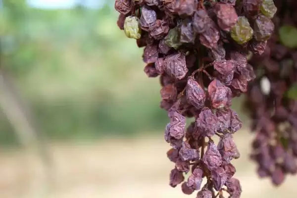 wine_grapes_cc_tribp_thumb.webp