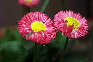 Photo: CC--kinshuksunil