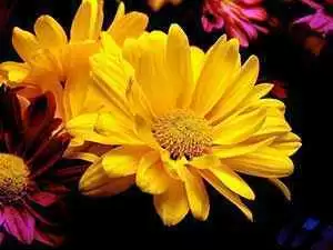 Photo: CC - audreyjm529