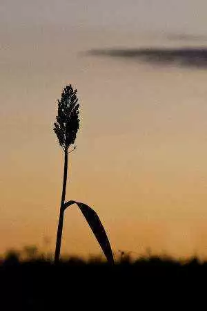 More information about "Research with Sorghum Could Yield Better Gluten-Free Food"