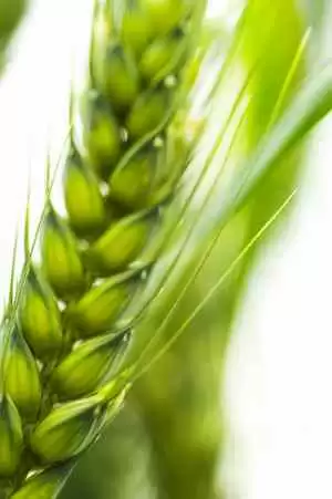 More information about "Non-Celiac Wheat Sensitivity: It Exists"