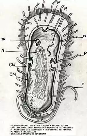 More information about "Synthetic Stool May Advance Fecal Transplant Therapy for Celiac Disease"