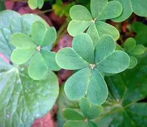 Photo: CC--Cobalt123 Photo: CC--Cobalt123