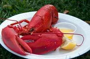 The finished tasty steamed lobster. Photo: CC--Selbe B. The finished tasty steamed lobster. Photo: CC--Selbe B.