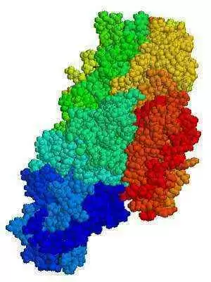 Image: Tissue Transglutaminase--Wikimedia Commons