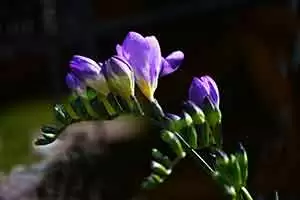 Photo: CC--Liz West Photo: CC--Liz West