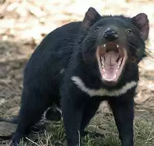 Photo: Tasmanian Devil--Wikimedia Commons--Wayne McLean Photo: Tasmanian Devil--Wikimedia Commons--Wayne McLean