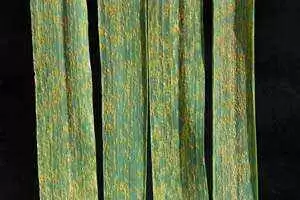 Photo: Wikimedia Commons--Nabokov