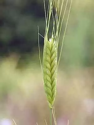 More information about "Ancient Wheat Strains Trigger Adverse Reactions in People with Celiac Disease"