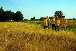 More information about "Whole Grains for a Gluten-Free Diet"