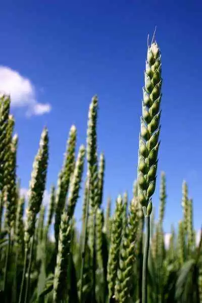 More information about "Are Anti-GMO Campaigners Blocking Gluten-free Wheat that Could Help Celiac Sufferers?"
