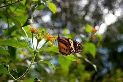 Photo: CC--Beatrice Murch