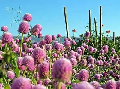 Photo: CC--Swallowtail Garden Seeds Photo: CC--Swallowtail Garden Seeds