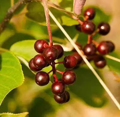 More information about "Chokeberry Anthocyanins: Health Aspects"