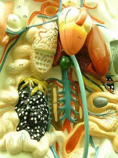 Image: CC--Hobvias Sudoneighm