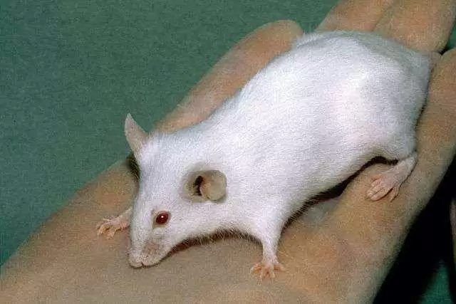 Gut Microorganisms Cause Gluten-Induced Pathology in Mouse Model of Celiac Disease