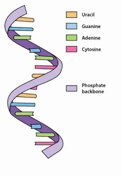 Does a Long Noncoding RNA Influence Susceptibility to Celiac Disease?