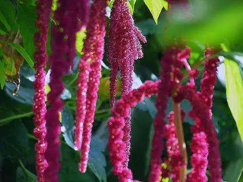 More information about "Amaranth and Quinoa: Pseudo-cereal Super Foods"