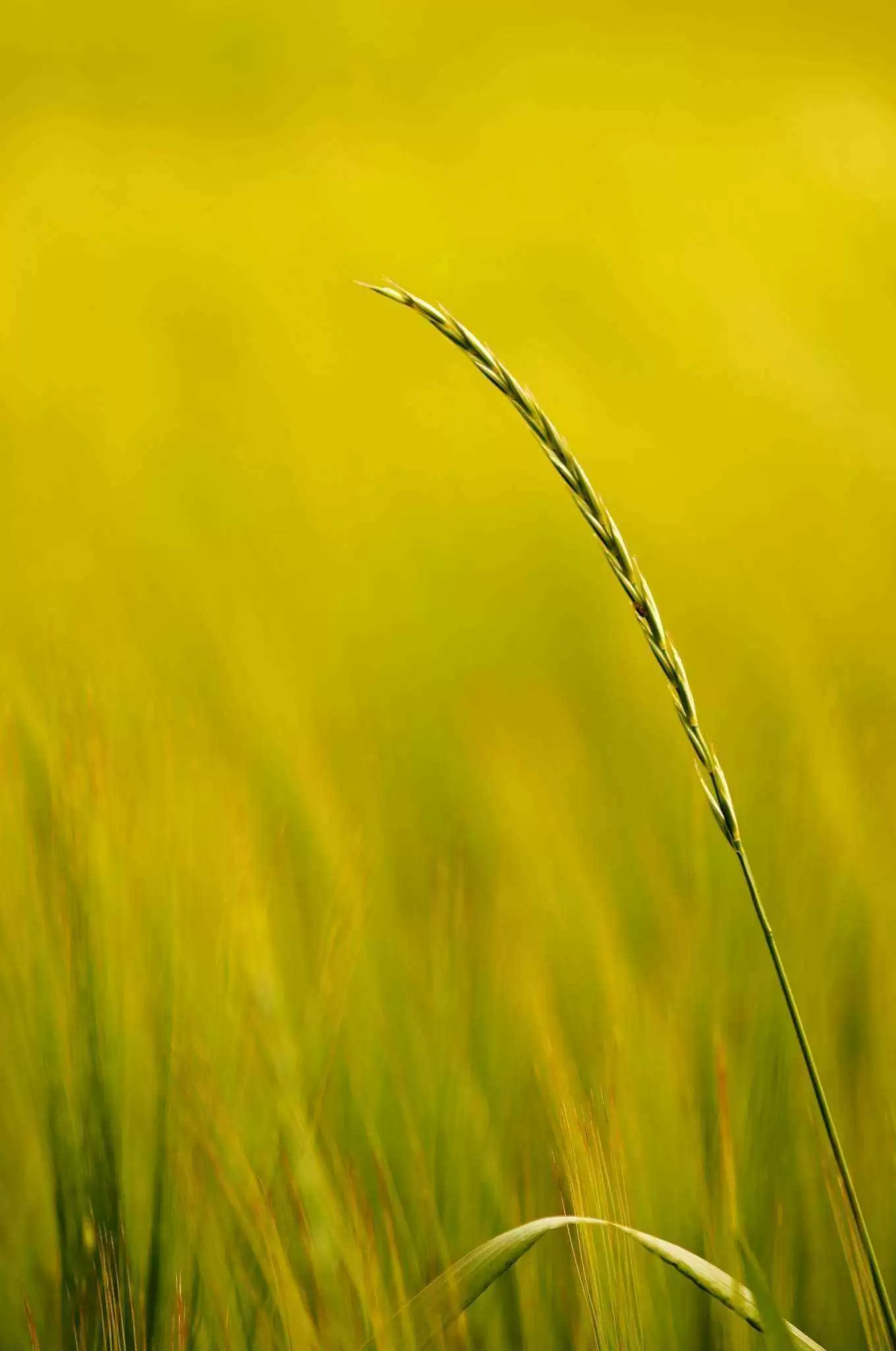 More information about "As Other Grains Gain Ground, Wheat Has Never Been Less Popular"