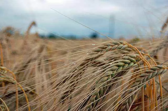 More information about "Discussion with Assistant Research Professor Sachin Rustgi on the Genetic Modification of Wheat to Make it Safe for Celiacs"