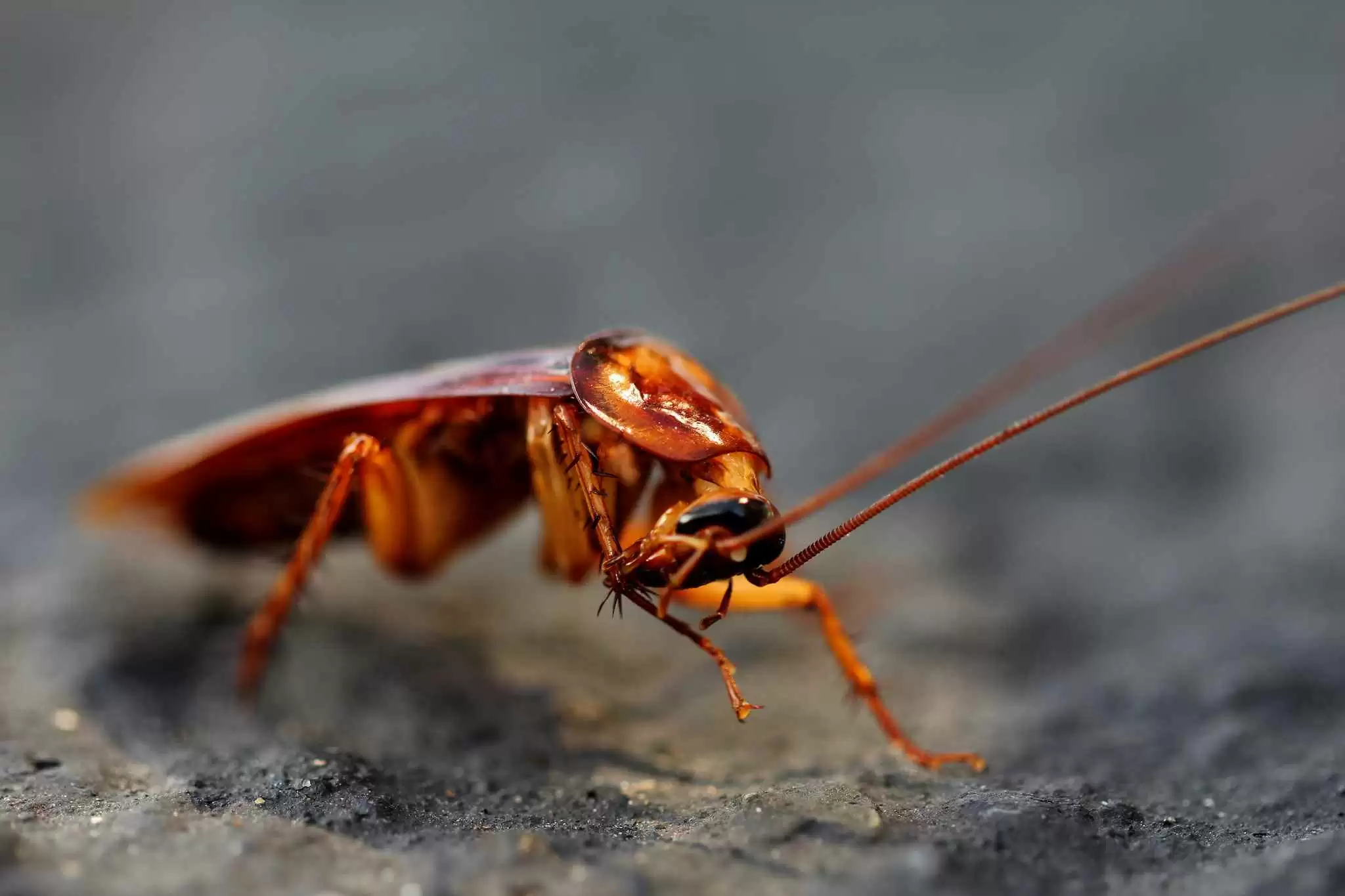 More information about "Are Cockroaches the Key to Gluten-free Bread Nirvana?"