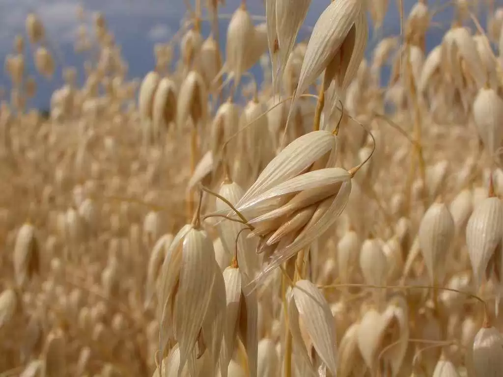 More information about "Will New Oat Purity Standards Mean Lower Prices, Safer Oats?"