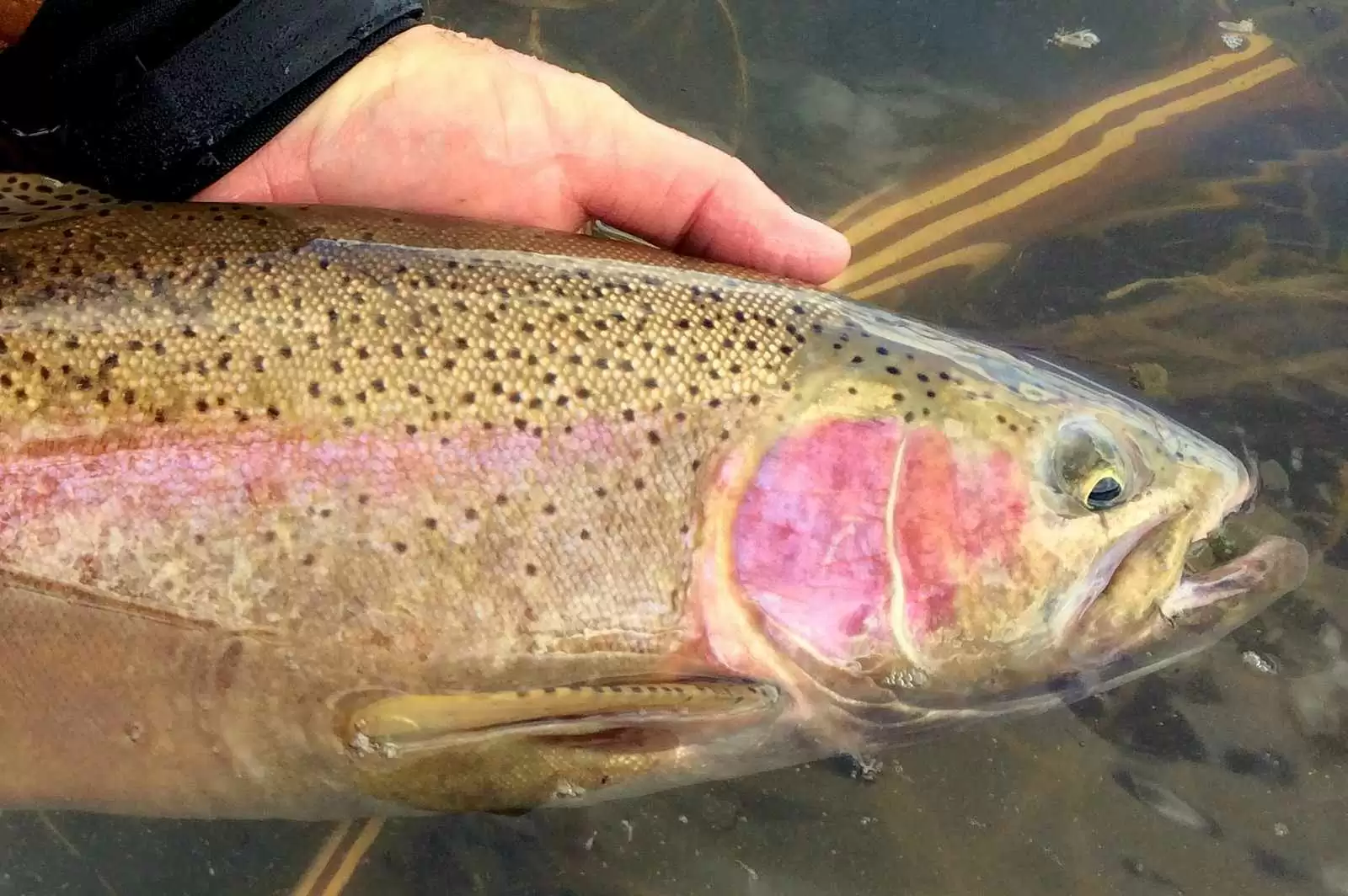 More information about "What Can Rainbow Trout Tell Us About Enteritis?"