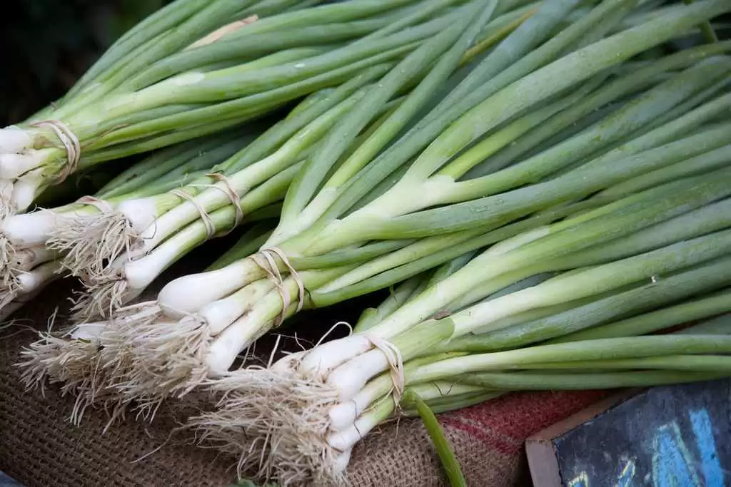 Grilled Scallions with Lime (Gluten-Free) - Roasted scallions make a delightful side dish. Photo: CC--Tim Sackton