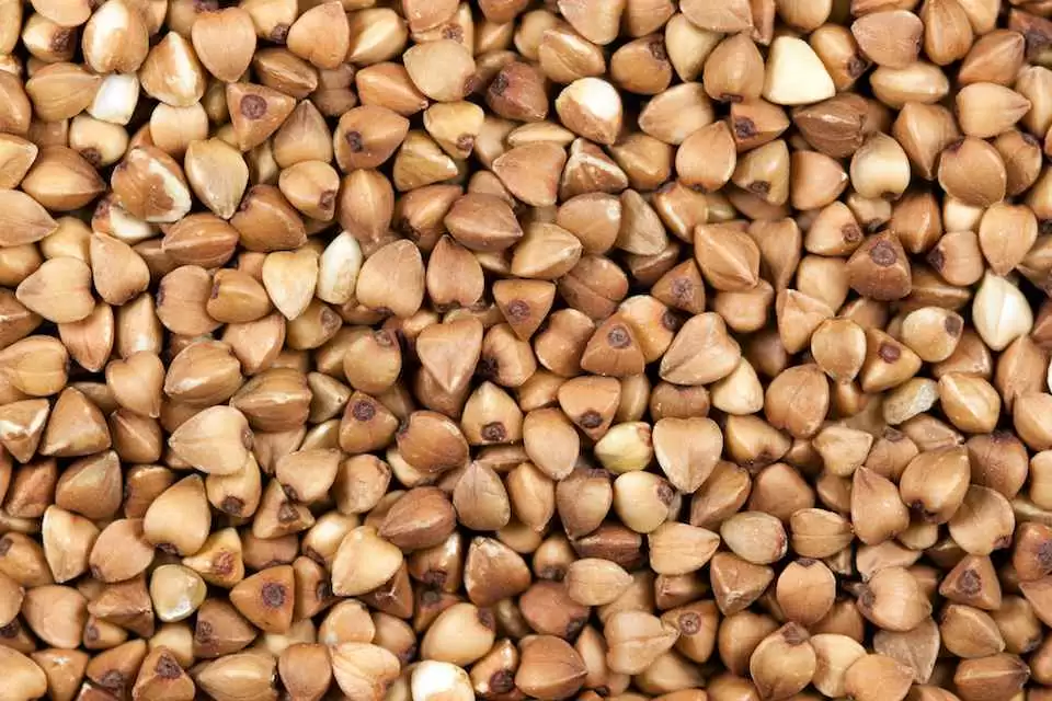 Is Buckwheat Safe for a Gluten-Free Diet? - Buckwheat is actually closely related to rhubarb. Photo: CC--Ervin Strauhmanis