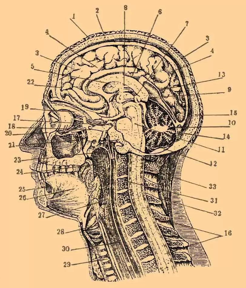 More information about "Is Your Gut Creating Nervous System Trauma?"