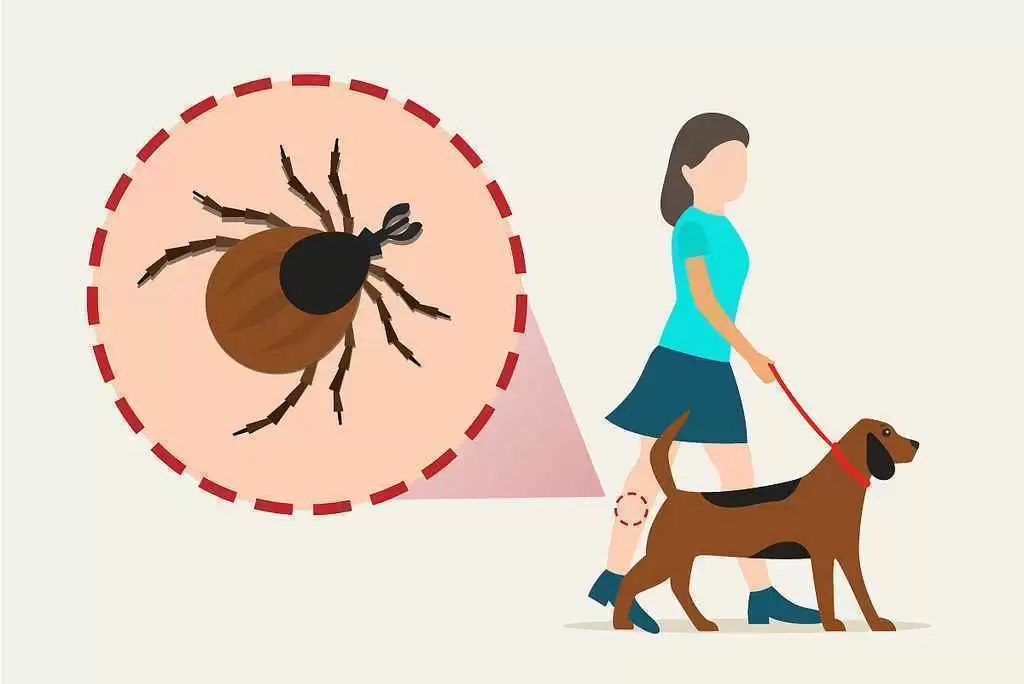 More information about "Can Tick-Related Lyme Disease Increase the Risk of Celiac Disease?"