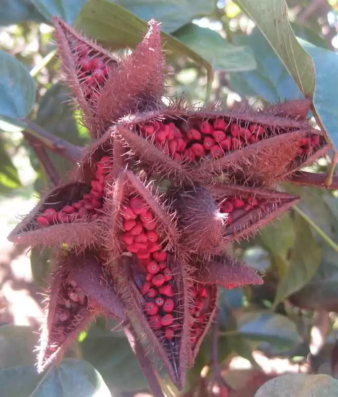 More information about "Is Annatto Color Safe for People with Celiac Disease?"