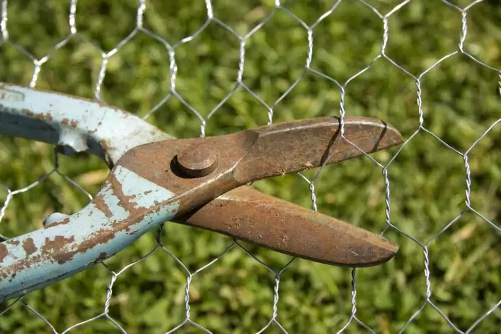 Cutting Chicken Wire upload size.webp