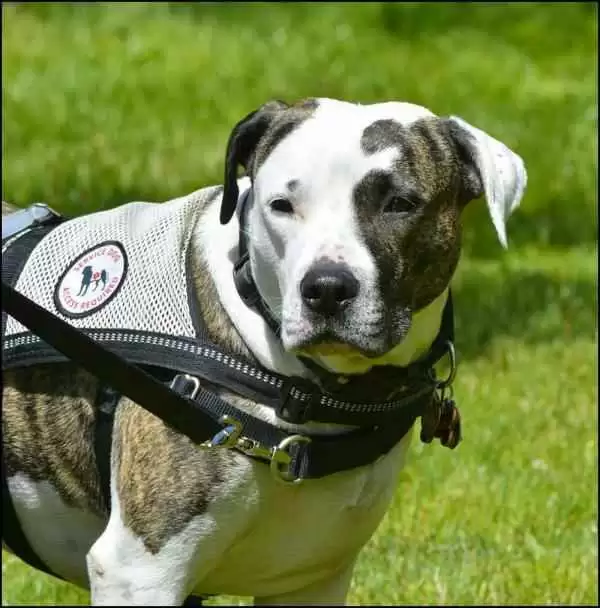 Delta and United Tighten Rules on Service Animals