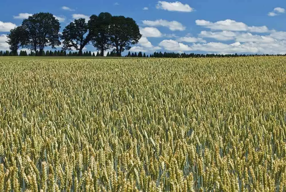 More information about "Could ‘Good Gluten’ Change the Future of Celiac Disease?"