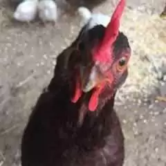 Trudyjerry