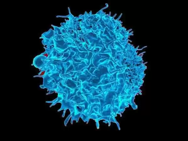 Can Understanding Clonal T Cell Receptor Gene Rearrangements Improve Refractory Celiac Diagnosis?