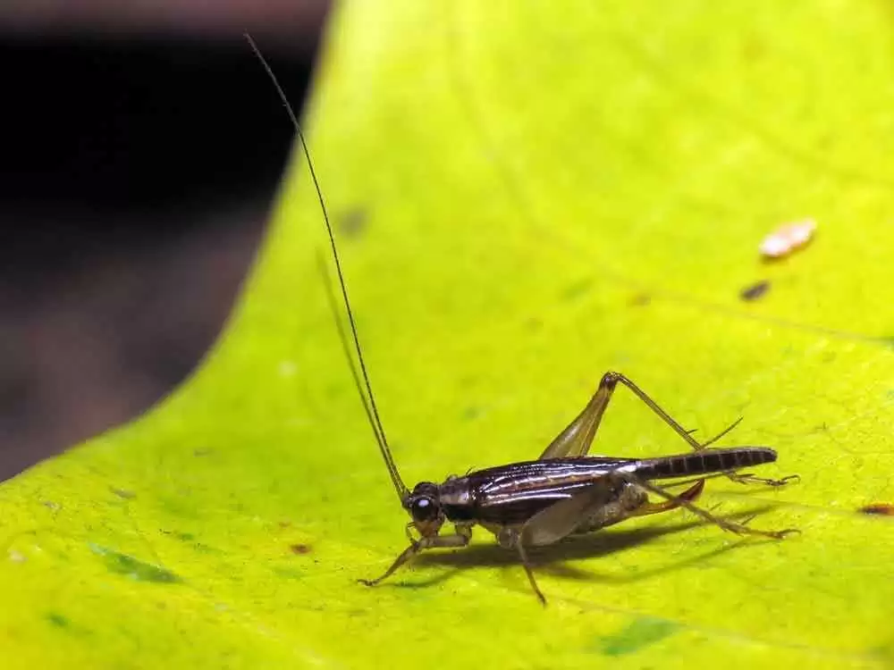 Can a New Gluten-Free Cricket-Flour Cookbook Turn Americans on to Eating Bugs? - Image: CC--Katja Schulz